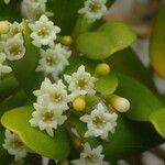 Jacquinia armillaris Flor