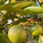 Citrus sinensis Fruit