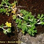 Potentilla neglecta Habitus