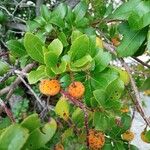 Arbutus andrachneFruto