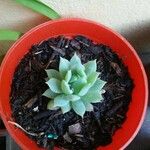 Graptopetalum macdougallii Leaf