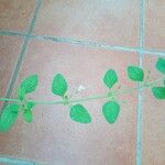 Clinopodium nepeta Leaf