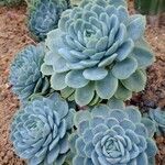 Echeveria elegans 叶