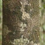Macoubea guianensis Кора
