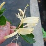 Lonicera japonica Cvet