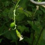 Ribes americanum പുഷ്പം