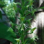 Platanthera lacera Flower