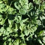 Erodium moschatum Leaf