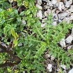 Cirsium acaule Alkat (teljes növény)