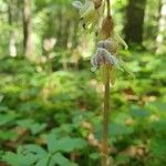 Epipogium aphyllum Flower