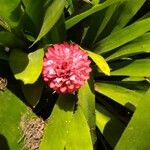 Quesnelia quesneliana Fleur