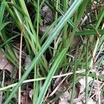 Carex leersii Leaf