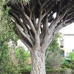 Dracaena draco Агульны выгляд