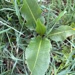 Rumex patientia Leaf