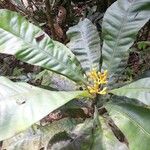 Potalia amara Flor