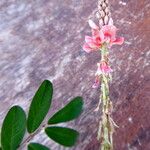 Indigofera hirsuta Flor