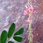 Indigofera hirsuta Квітка