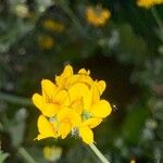 Lotus pedunculatus ফুল