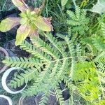 Biancaea sappan Leaf