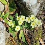 Primula vulgaris برگ