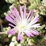 Mesembryanthemum nodiflorum Цвят