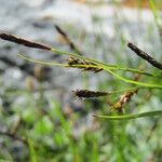 Carex ferruginea Flower