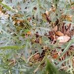 Leucanthemum monspeliense Yaprak