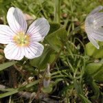 Oxalis montana 花