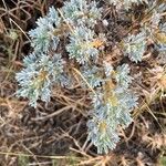 Artemisia frigida 葉