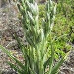 Chloraea magellanica Yeri