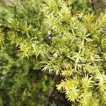 Juniperus communis Blad