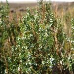 Clinopodium gilliesii Vekstform