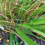 Calamagrostis arundinacea Folha