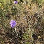 Catananche caeruleaКвітка