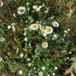 Erigeron strigosusЦветок