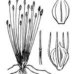 Eleocharis parvula Muu