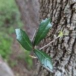 Quercus fusiformis Leaf