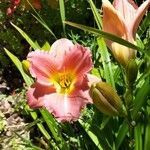 Hemerocallis minor Flors