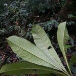 Buchenavia guianensis Leaf