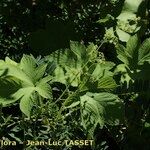 Humulus scandens その他の提案