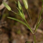 Sabulina tenuifolia Flower