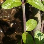 Veronica beccabunga Feuille