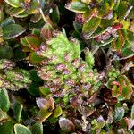 Neobartsia pedicularoides Leaf