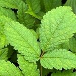 Astilbe rubra Foglia