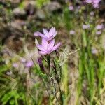 Hesperantha petitiana Агульны выгляд