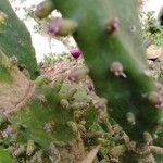 Opuntia maxima Bark