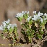 Arenaria erinacea Habit