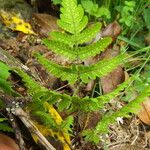 Gymnocarpium robertianum Otro