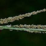 Sporobolus fertilis Flower