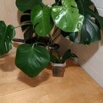 Monstera deliciosa Лист